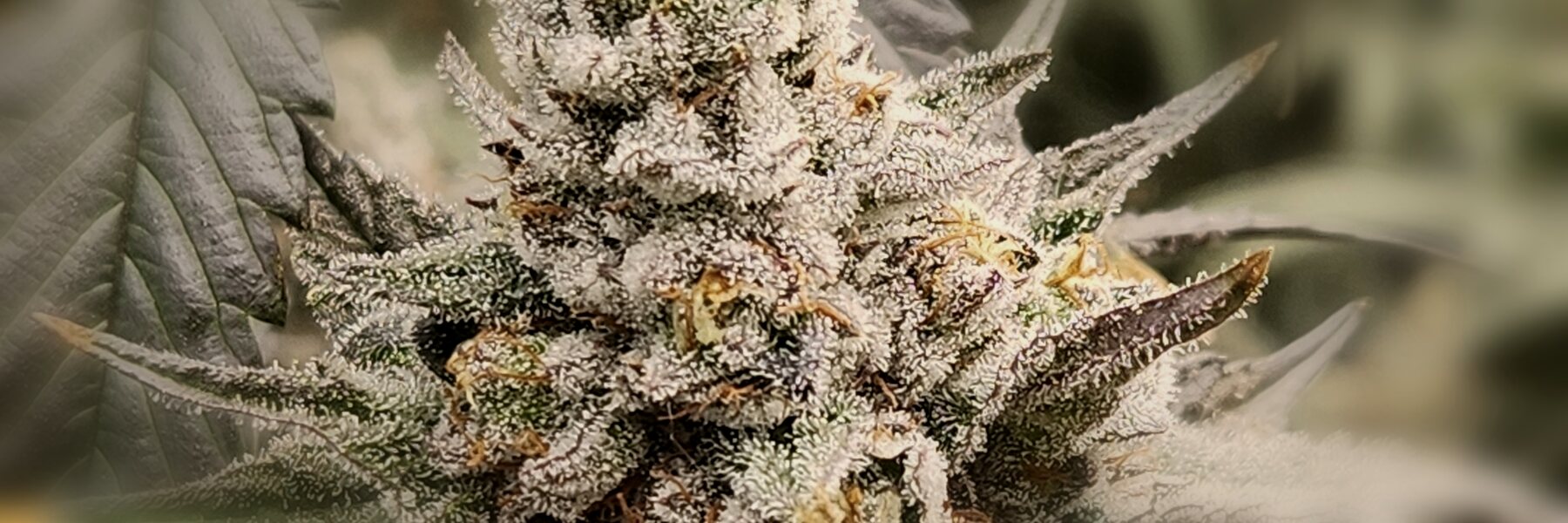 Close view of a frost-covered Prime Cultivations flower at harvest.